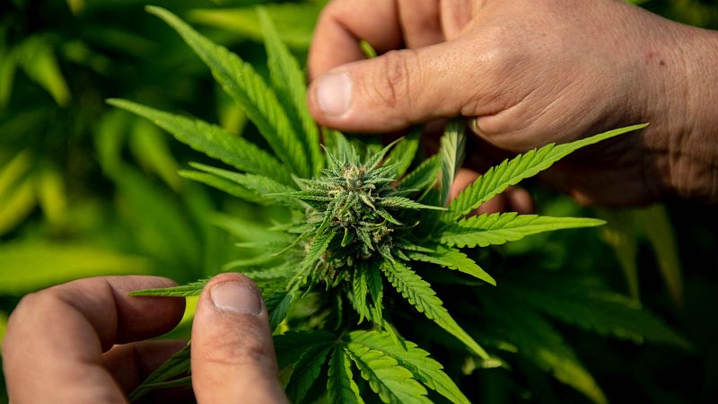 Tailandia legaliza el cultivo y el uso terapéutico del cannabis