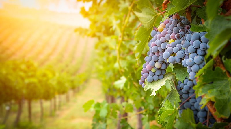 Los viñedos, uno de los cultivos más afectados por el cambio climático
