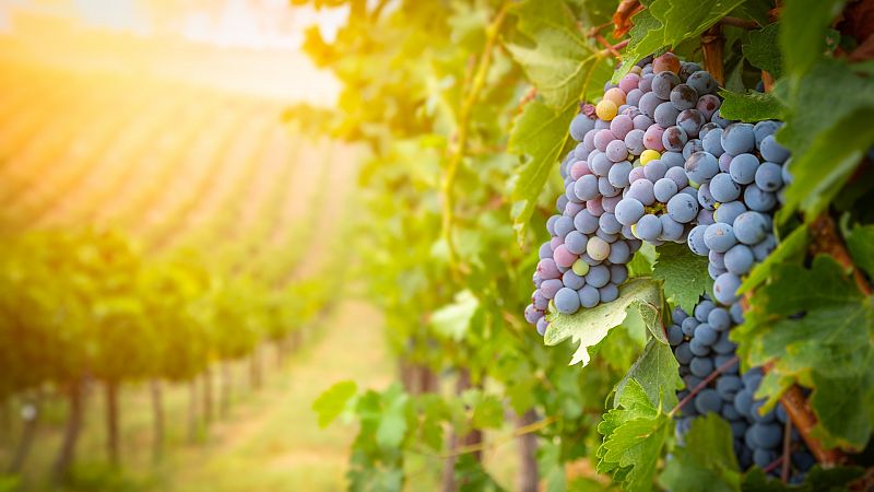 Los viñedos, uno de los cultivos más afectados por el cambio climático