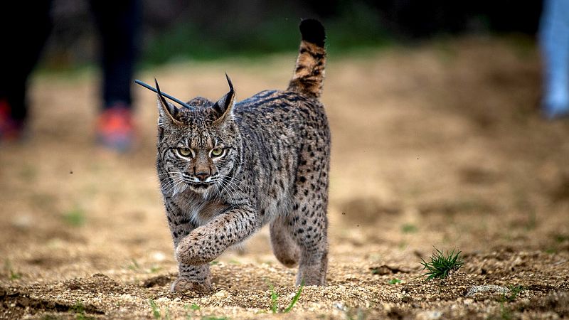 Mueren dos linces ibricos atropellados en el entorno de Doana