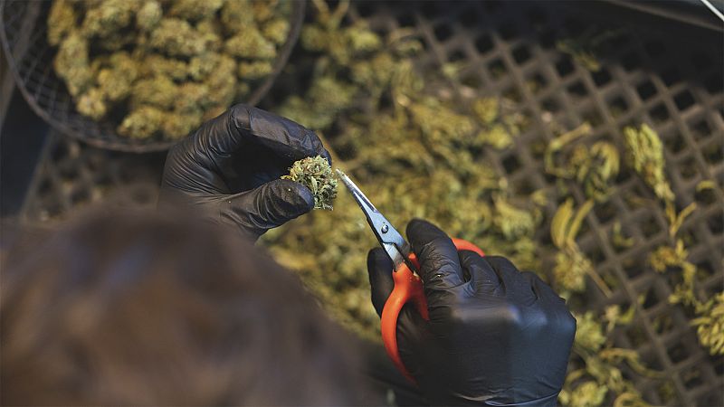 Cannabis, cocaína y drogas sintéticas: el consumo de sustancias crece en Europa tras la pandemia