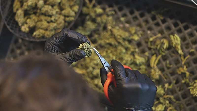 Cannabis, cocaína y drogas sintéticas: el consumo de sustancias crece en Europa tras la pandemia