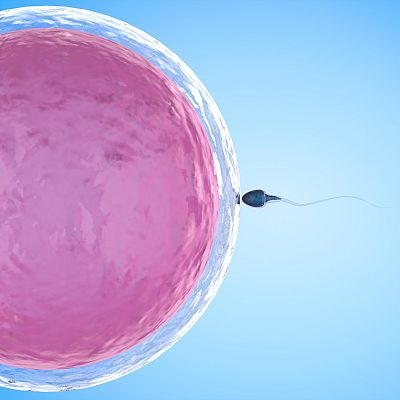 Memoria de delfín - Infertilidad: un camino solitario y hostil - 20/06/22 - escuchar ahora