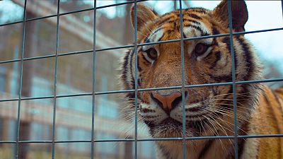 'Stop tr�fico de animales', en 'La noche tem�tica'