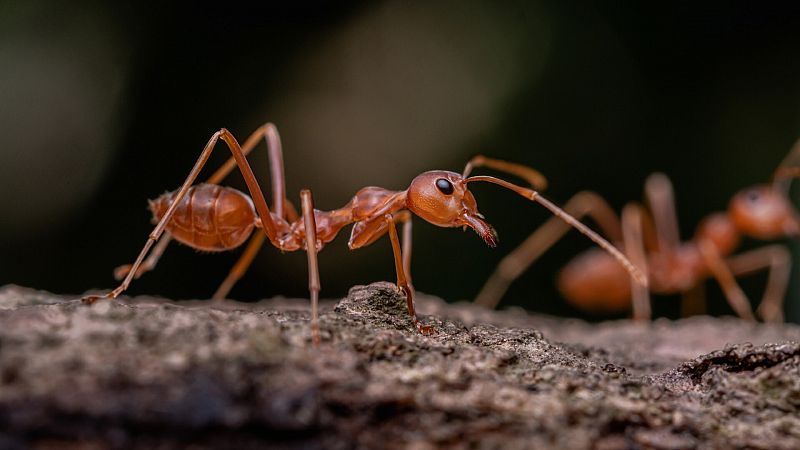 Cmo consiguen las hormigas evitar atascos?