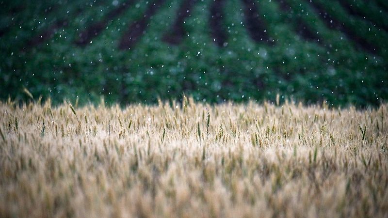 España lidera una iniciativa para sacar 8.000 toneladas de grano de Ucrania bloqueadas por Rusia