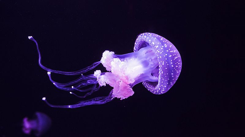 ¿Sabías que las medusas no tienen ni cerebro ni corazón?