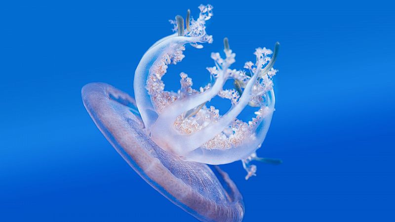 Sabas que una especie de medusa se alimenta por fotosntesis?