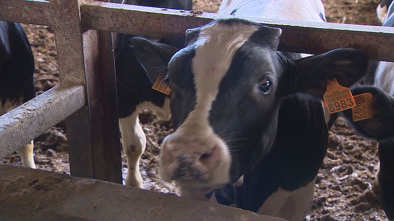 Agricultores y ganaderos de Canarias aseguran que el trabajo les está costando dinero