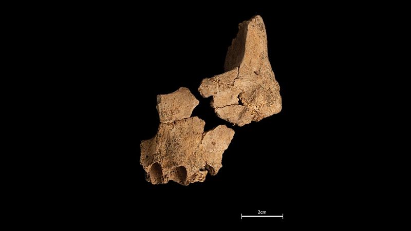 Hallada en Atapuerca "la cara del primer europeo"