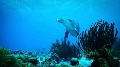 Memoria de delfín - Delfines: más allá de una memoria extraordinaria - 18/07/22 - escuchar ahora