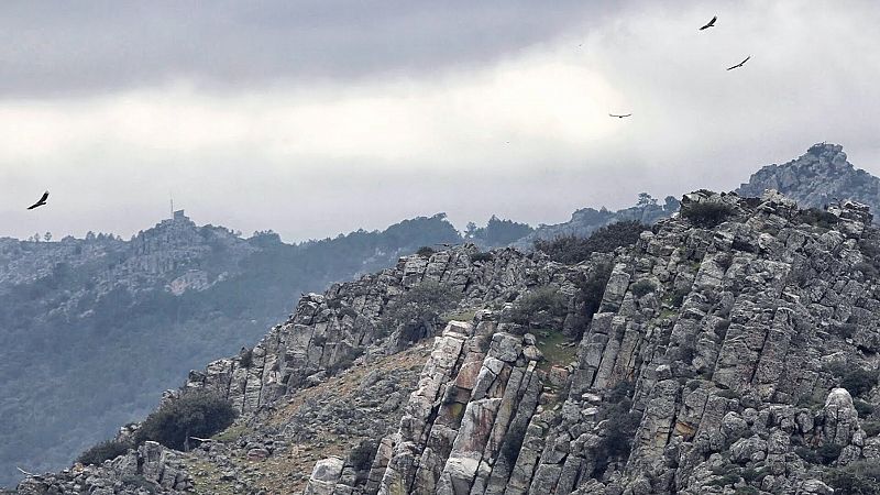 Monfragüe, una joya natural y un paraíso para el buitre negro amenazado por las llamas