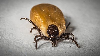 Las enfermedades por picaduras de insectos se disparan - escuchar ahora