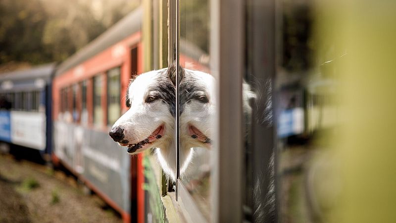 Renfe hará una prueba piloto para permitir viajar con perros de hasta 40 kilos en AVE