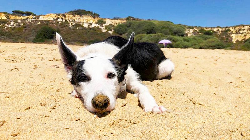 ¿Es verdad que los perros solo ven en blanco y negro?