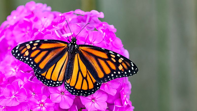 La emblemática mariposa monarca migratoria entra en la Lista Roja de Especies Amenazadas