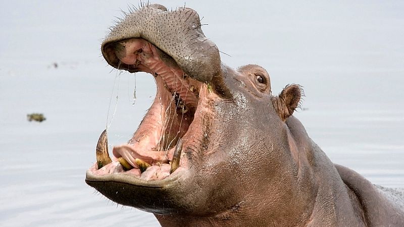 ¿Por qué los hipopótamos bostezan? No tiene nada que ver con el sueño