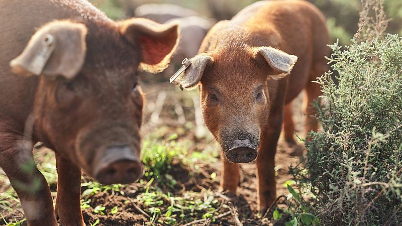 Científicos de EE.UU. desarrollan una nueva tecnología que restaura la función celular de los órganos de cerdos muertos