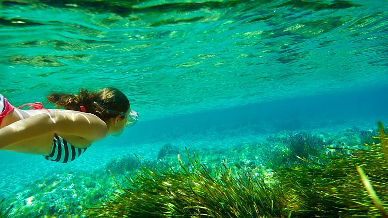 Las olas de calor marinas amenazan la biodiversidad: "Habrá especies que desaparecerán"