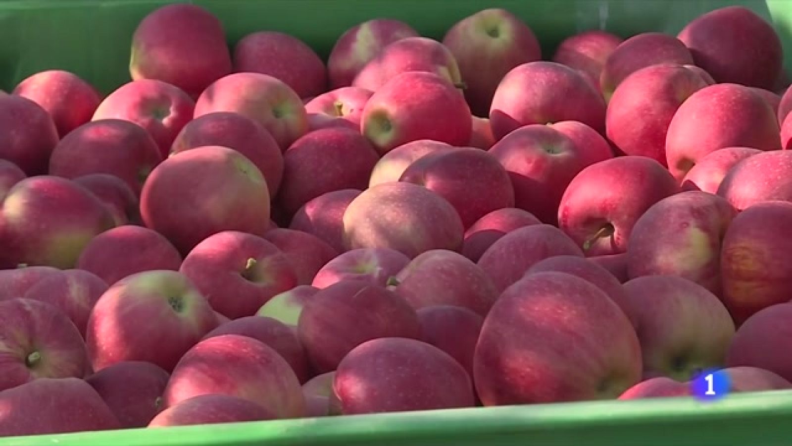 A Girona, baixa la producció de poma, però serà més dolça per la calor