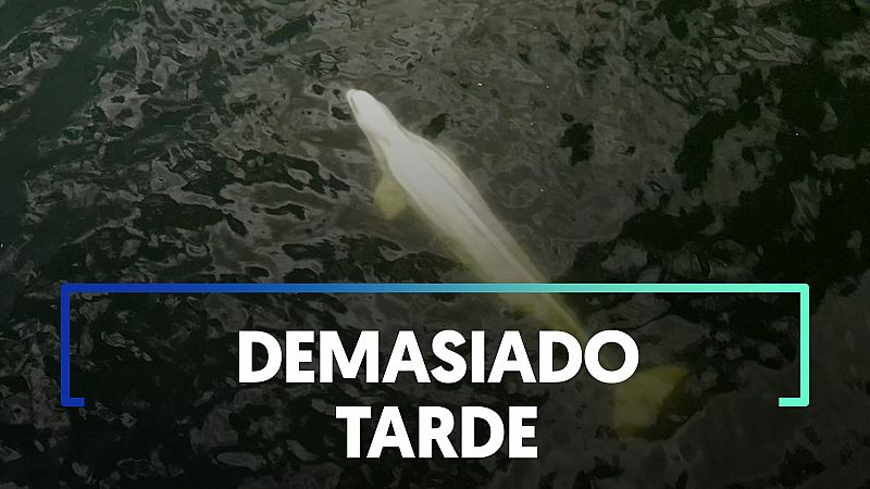 Muere la ballena beluga atrapada en el río Sena tras ser rescatada