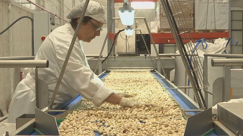 La producción de pistacho crece en Castilla-La Mancha