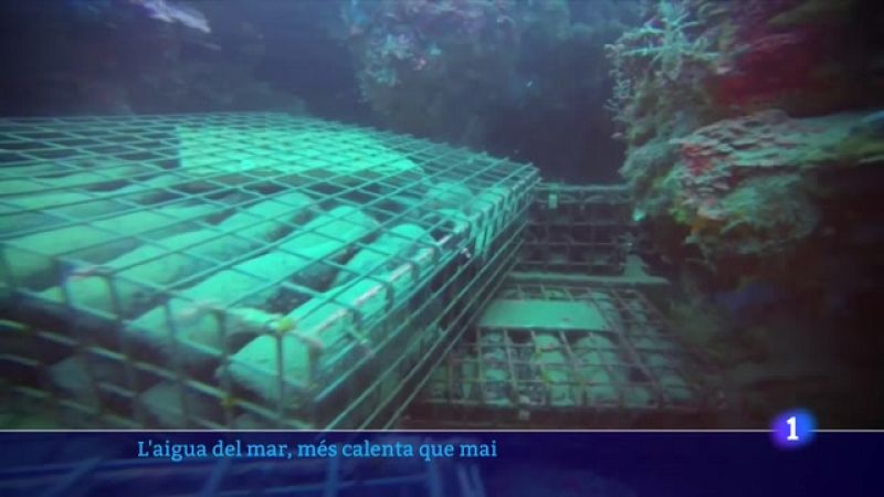 Els musclos i les orades s'ofeguen per l'escalfament del mar