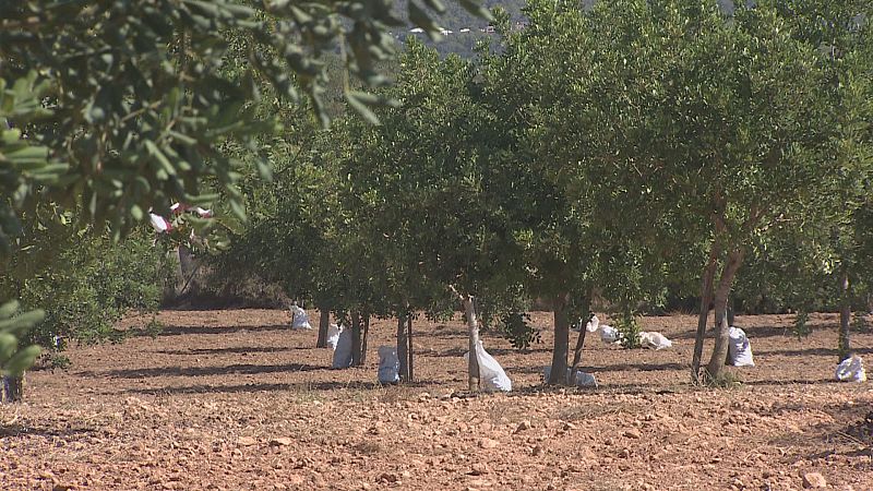 Puja el preu de les garroves: entre 1,55 i 1,60 euros el quilo