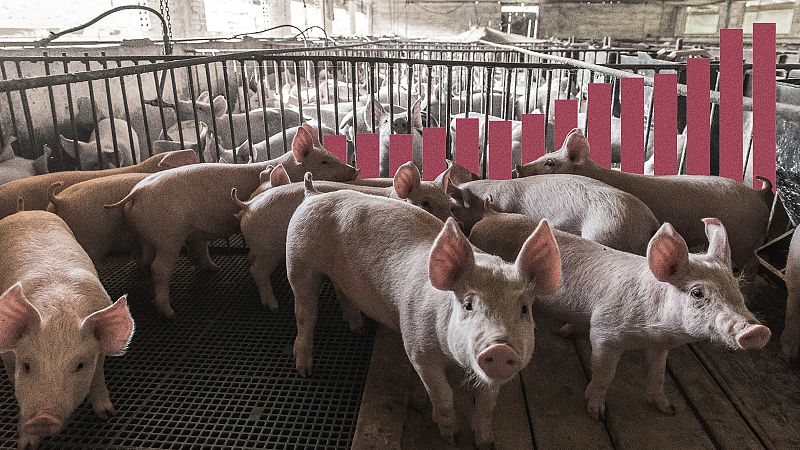 Una ganadería cada vez más intensiva: menos granjas de cerdos, pero más grandes
