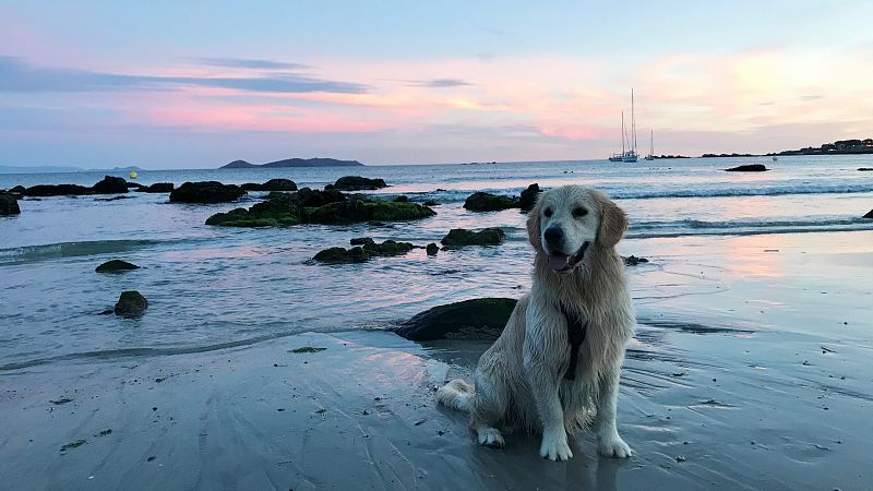 Playas y perros, una asignatura pendiente en España: solo 115 de las 3.000 existentes permiten su acceso