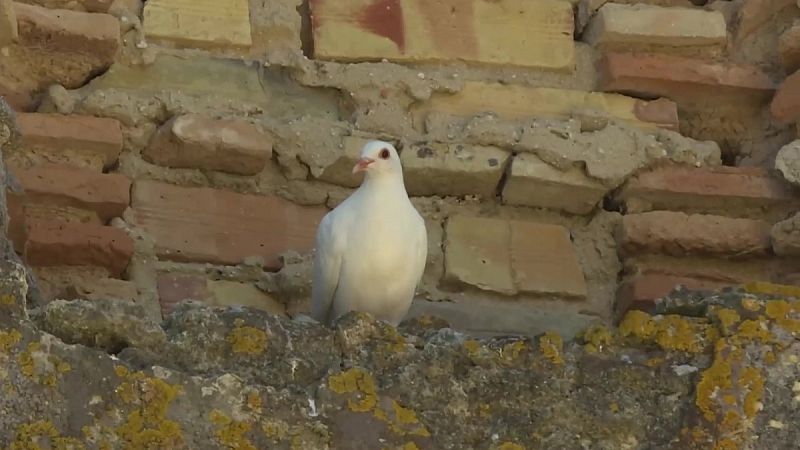 Barbate tiene un palomar de 7.777 nidos que le hizo entrar en el libro Guinness