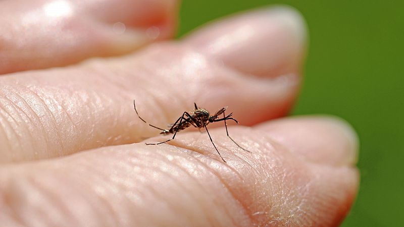 Los mosquitos han desarrollado su olfato para poder encontrar siempre a los humanos y picarlos