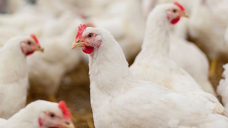 Confirmado un foco de gripe aviar en una explotacin de pollos en Huelva