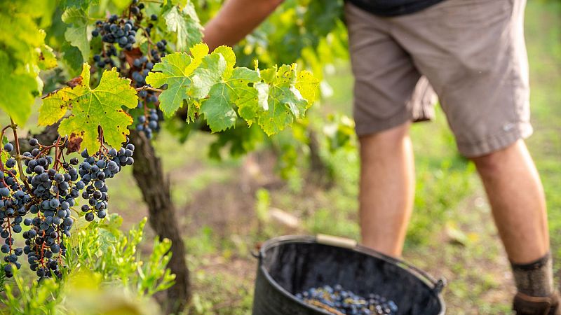 La sequía adelanta la vendimia desde Álava hasta Jerez: "La uva es más pequeña y la producción también"