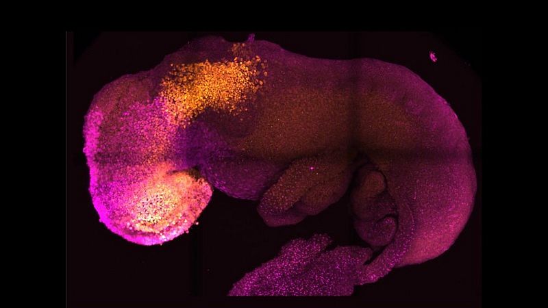 Desarrollan embriones sintéticos de ratón con cerebro y corazón que late gracias a células madre