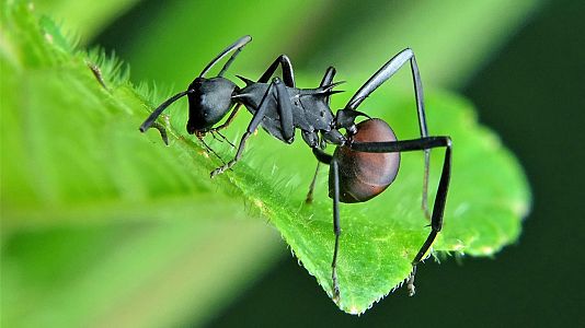 Imagen de una hormiga guerrera