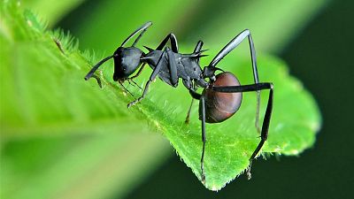 'Cuando ruge la marabunta' y las hormigas que devoran personas. �Realidad o ficci�n?