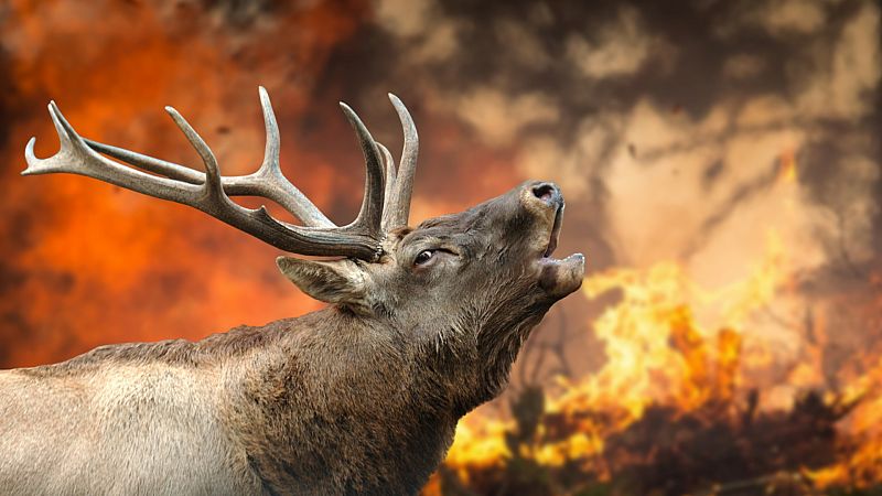 El devastador impacto de los incendios en el mundo animal: "Los que sobreviven se quedan sin hábitat"