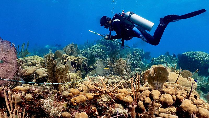 Un estudio revela que el desarrollo urbano mata los corales del Caribe mexicano