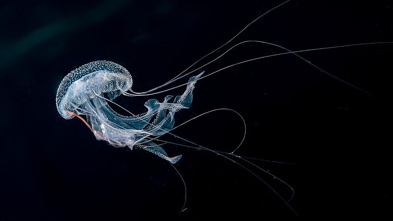 Científicos españoles descifran las claves genéticas que permiten rejuvenecer a la medusa inmortal