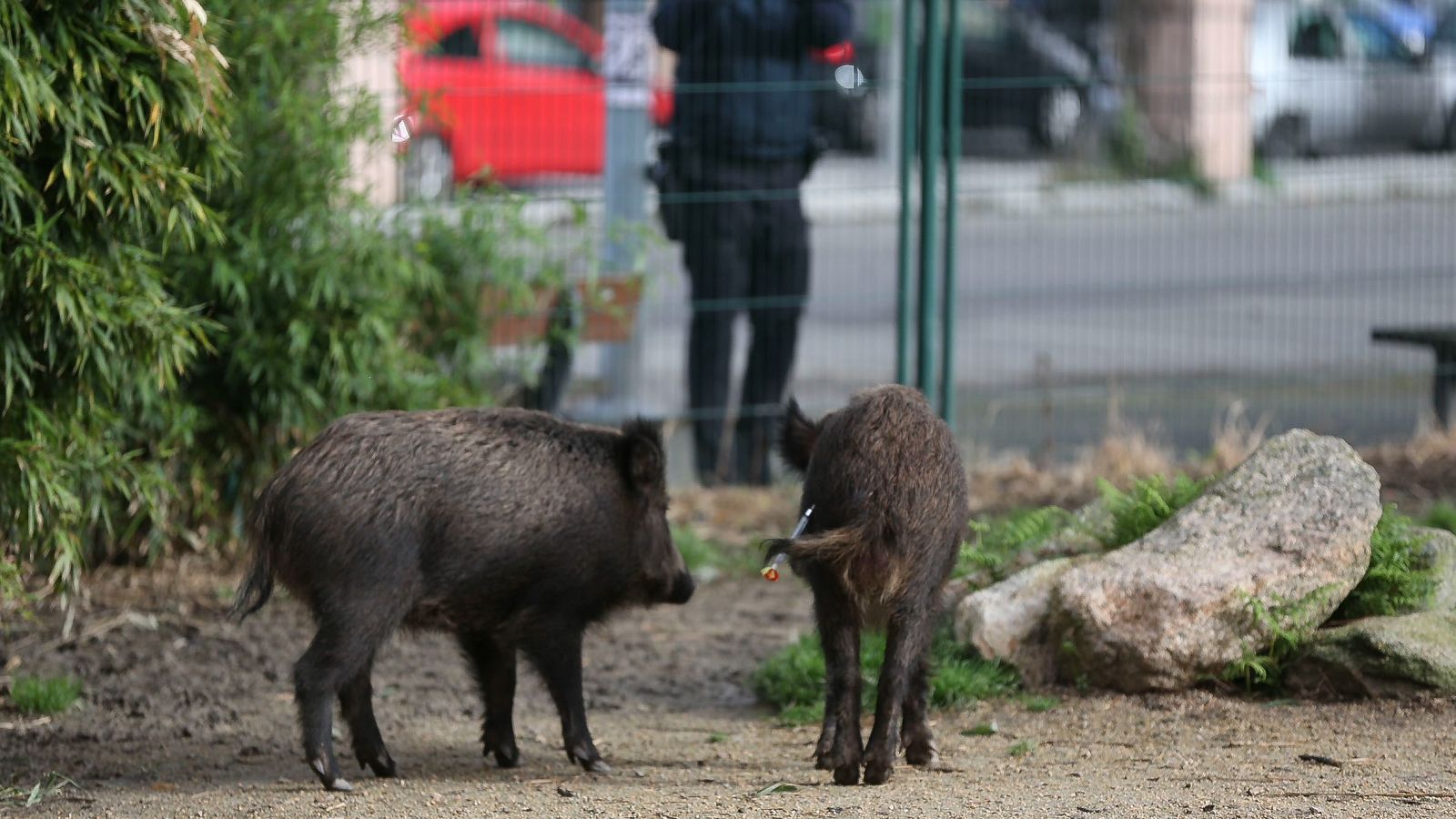 Belugas en el Sena o buitres en Madrid: animales fuera de su hábitat | Ver