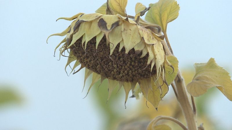 El girasol y la colza aumentan el precio y el cultivo en España
