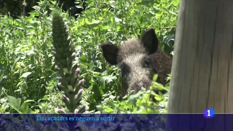 Comença la temporada amb els caçadors en peu de guerra