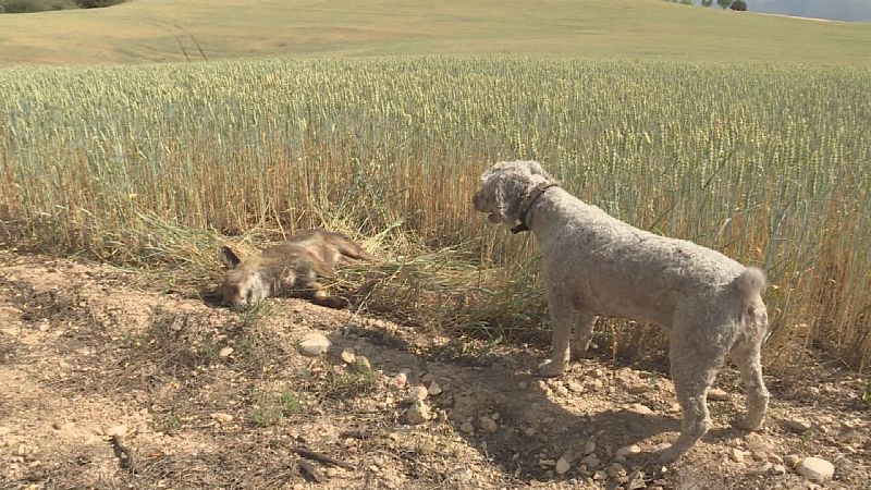 Los cebos envenenados matan unos 10.000 animales cada año