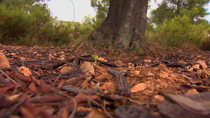 El elevado precio de la algarroba ha multiplicado los robos