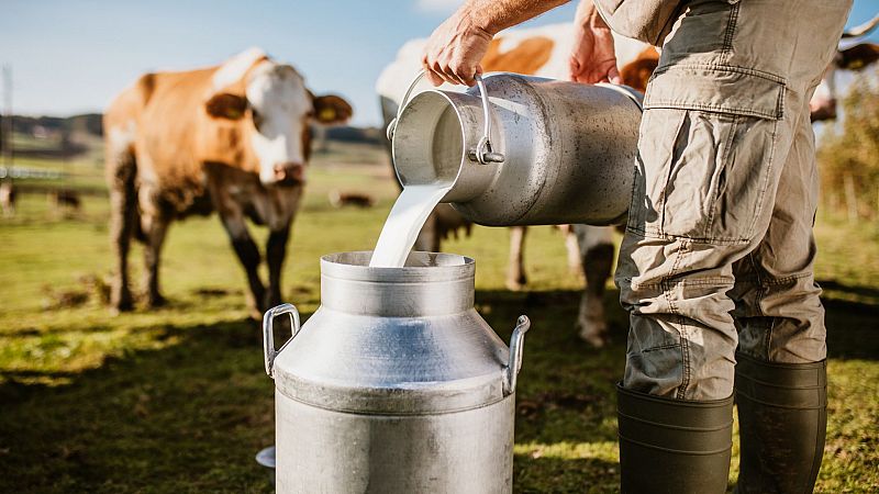 El aumento de los costes de producción obliga a algunos ganaderos a cambiar el lácteo por la carne