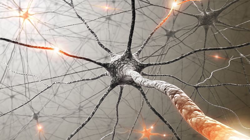 Científicos del CSIC revelan el papel de la red neuronal del cerebro que ayuda a entender la depresión y las adicciones