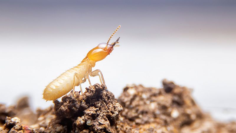 El cambio climático aumentará la expansión de las termitas: ¿por qué puede ser peligroso?