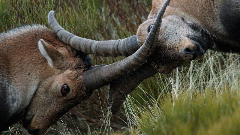 ¿Cómo consigue la cabra montesa ser una de las mejores alpinistas del planeta?