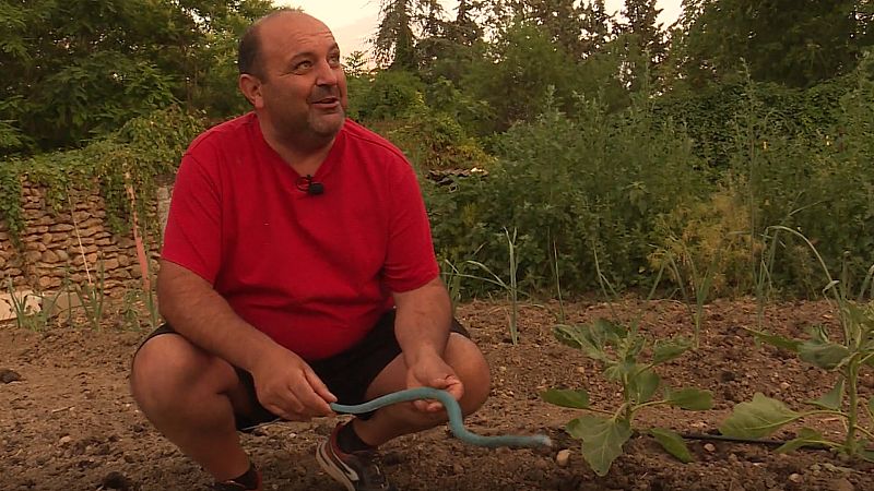 Rescatadores de serpientes y culebras: salvando reptiles de efectos trampa